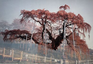 Tacita Dean at the Pinault collection: a new milestone in the history of art and film