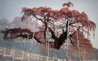 Tacita Dean at the Pinault collection: a new milestone in the history of art and film