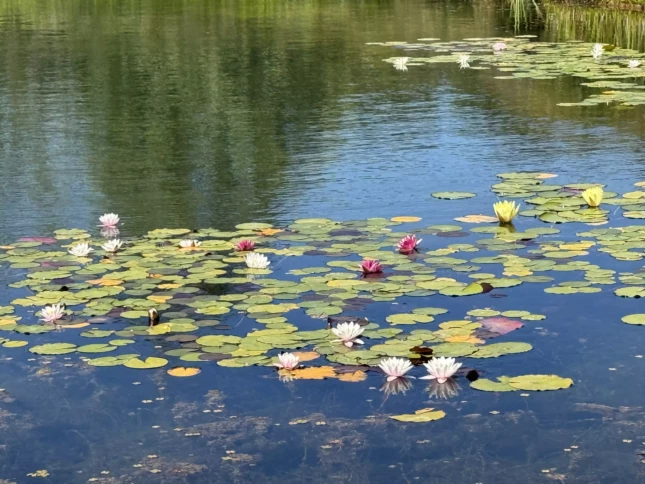 In the parc of Luma Arles